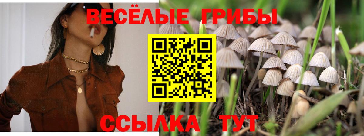 наркошоп  Вход с VPN  Сызрань  Псилоцибиновые грибы Psilocybine cubensis 